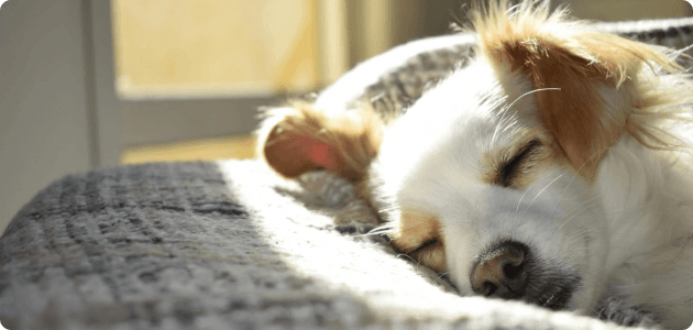 Are My Pets Affecting My Indoor Air Quality?