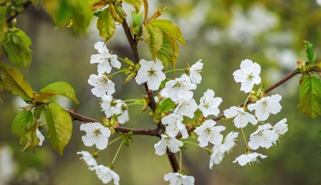 Spring Branch_Outdoor