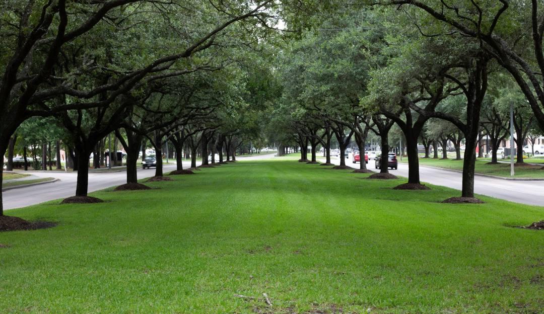 Kingwood_Neighborhood
